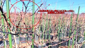 ブルーベリー剪定：残す太い枝