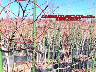 ブルーベリー剪定：残す太い枝