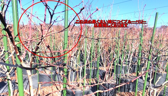 ブルーベリー剪定：残す太い枝